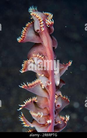 Boldingh's Ghostgoby, Pleurosicya boldinghi, On Sea Pen, Pennatulacea Order, Bintang Divers dive Site, Amed, Karangasem Regency, Bali, Indonesia, Ind Foto Stock