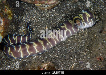 Anguilla morena, Echidna polyzona, immersioni notturne, sito di immersione delle piramidi, Amed, Karangasem Regency, Bali, Indonesia, Oceano Indiano Foto Stock