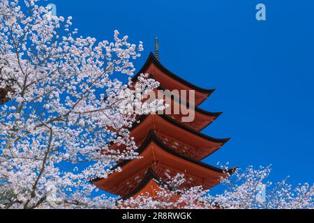 Santuario Itsukushima di Sakura Foto Stock