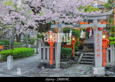 I ciliegi fioriscono al fiume Gion Shirakawa Foto Stock