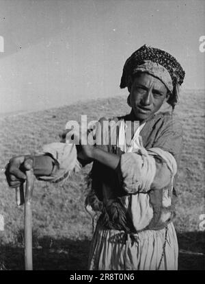 Kurdistan - Middle East Danger Spot -- Un giovane pastore in Kurdistan. Quando ha un fucile sarà considerato un uomo. Fino ad allora la sua quasi biblica truffa deve fare. Agosto 19, 1949. (Foto di stampa pittorica). Foto Stock