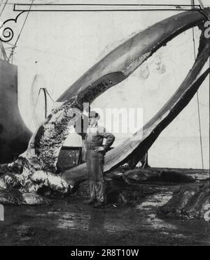 Enorme Jawbone of A Whale on Board Modern Whaler. Uno dei numerosi trofei del 000 trekking di 25 km della nave baleniera Sir James Clark Ross attraverso l'Artico lungo le tracce della balena era questo enorme Manbone che viene mostrato a bordo della baleniera mentre la nave giungeva oggi nel porto di New York (sabato). Circa 1500 dei grandi premi del mare costituivano le catture stagionali. 18 aprile 1931. (Foto di International Newsreel Photos). Foto Stock