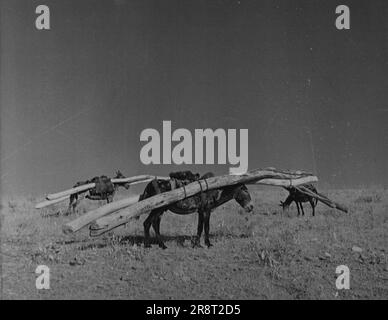 Kurdistan - punto di pericolo di Medio Oriente -- sul loro senso dal deposito dei logaritchi ad un mulo del villaggio del Kurd sono permessi un resto ed un pascolamento. Agosto 19, 1949. (Foto di stampa pittorica). Foto Stock