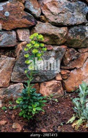 Impianto di Euphorbia amygdaloides di fronte a un muro di pietra. L'Euphorbia amygdaloides, lo spurma di legno, è una specie di pianta da fiore della famiglia Euphorbi Foto Stock