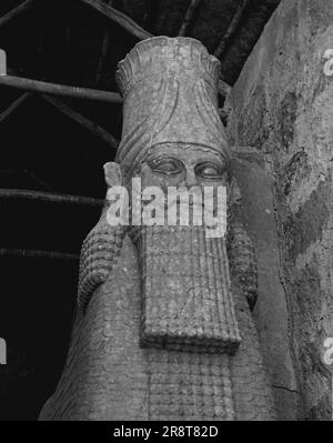 Kurdistan - Middle East Danger Spot -- il lavoro continua incessantemente tra le città perdute di Ninive. Ecco una statua recentemente scavata tra gli scavi. Agosto 19, 1949. (Foto di stampa pittorica). Foto Stock