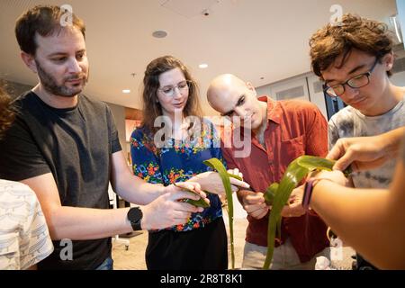 Tel Aviv, Israele. 22nd giugno, 2023. La gente impara a preparare Zongzi, un cibo tradizionale cinese, durante una celebrazione del Dragon Boat Festival presso il China Cultural Center di Tel Aviv, Israele, il 22 giugno 2023. Credit: Notizie dal vivo su Chen Junqing/Xinhua/Alamy Foto Stock