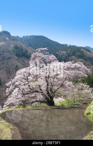 Fiore di ciliegio di Koma-Tsunagi Foto Stock
