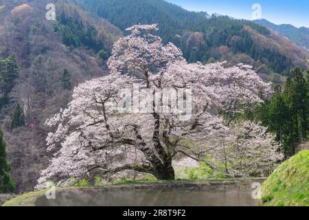 Fiore di ciliegio di Koma-Tsunagi Foto Stock
