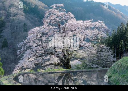 Fiore di ciliegio di Koma-Tsunagi Foto Stock