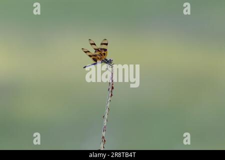 La mosca del drago del pennant di Halloween è arroccata sulla punta di una lama secca di erba alta Foto Stock