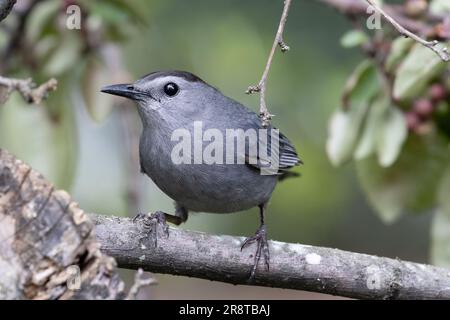 primo piano estremo di un uccello gatto grigio arroccato su un ramo con uno splendido sfondo bokeh Foto Stock