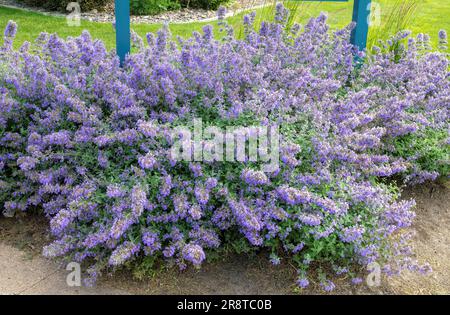 nepeta in fiore viola, nota anche come la menta in fiore in una sera d'estate a Lindstrom, Minnesota, Stati Uniti. Foto Stock