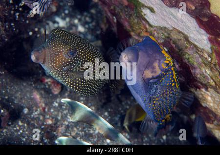 Coppia maschile e femminile di pesce persico a macchie bianche, Ostracion meleagris, sito di immersione Sedam, Tulamben, Karangasem Regency, Bali, Indonesia, Oceano Indiano Foto Stock