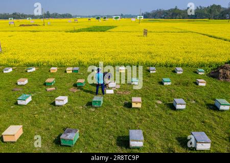 Allevamento di api nei campi di senape a Sirajdikhan a Munshiganj, Bangladesh. Foto Stock