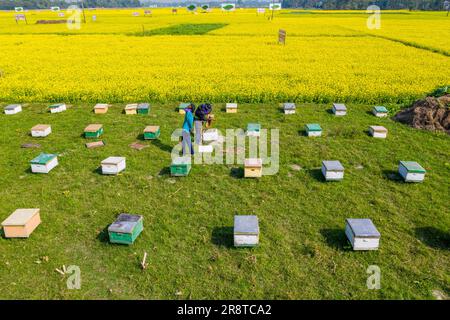 Allevamento di api nei campi di senape a Sirajdikhan a Munshiganj, Bangladesh. Foto Stock