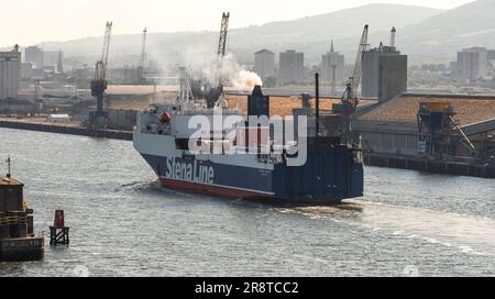 Belfast Harbour Irlanda del Nord Regno Unito. Giugno 2023. Il traghetto cargo roro Stena Scotia arriva da Heysham nel porto di Belfast. Foto Stock