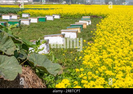 Allevamento di api nei campi di senape a Sirajdikhan a Munshiganj, Bangladesh. Foto Stock