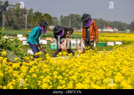 Agricoltori che lavorano in una fattoria di api mellifere in un campo di senape a Sirajdikhan a Munshiganj, Bangladesh. Foto Stock