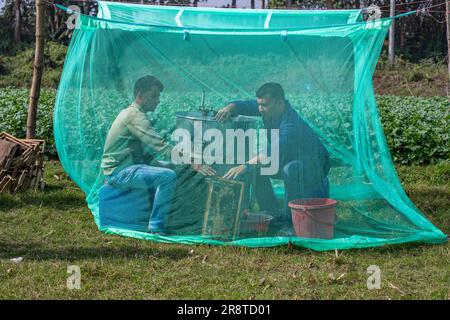 Agricoltori che lavorano in una fattoria di api mellifere in un campo di senape a Sirajdikhan a Munshiganj, Bangladesh. Foto Stock