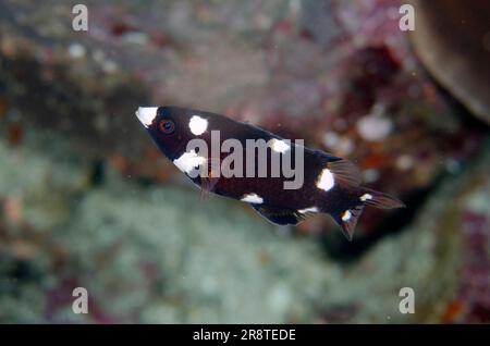 Giovanile Axilspot Hogfish, Bodianus axillaris, sito di immersione Gili Tepekong, Candidasa, Bali, Indonesia Foto Stock
