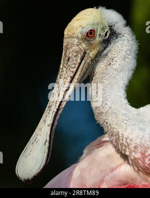 Un ritratto di una spatola rosata Foto Stock