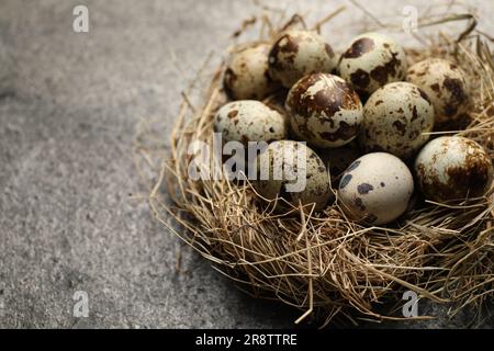 Nido con molte uova di quaglia macchiate su un tavolo grigio scuro. Spazio per il testo Foto Stock