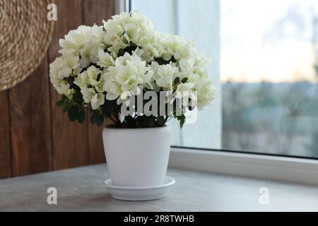 Bellissimi fiori di azalea in vaso sul davanzale al coperto Foto Stock