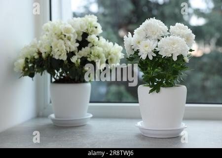 Bellissimi crisantemi e fiori di azalea in pentole sul davanzale al coperto. Spazio per il testo Foto Stock