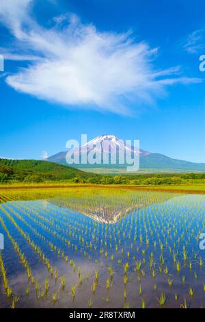 Fuji si riflette nelle risaie Foto Stock