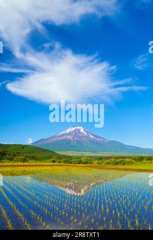 Fuji si riflette nelle risaie Foto Stock