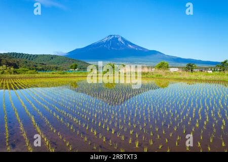 Fuji si riflette nelle risaie Foto Stock