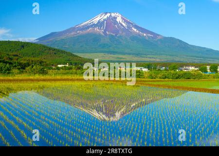 Fuji si riflette nelle risaie Foto Stock