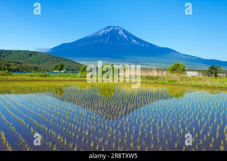 Fuji si riflette nelle risaie Foto Stock