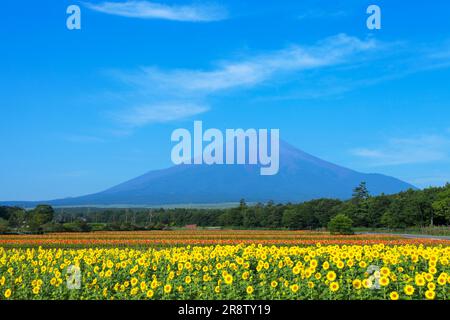 Giardino dei fiori nel Parco Hananomiyako e sul Monte Foto Stock
