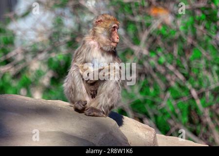 Scimmia seduta su una roccia. Singola femmina macaco. Animali circondati da alberi e fogliame Foto Stock