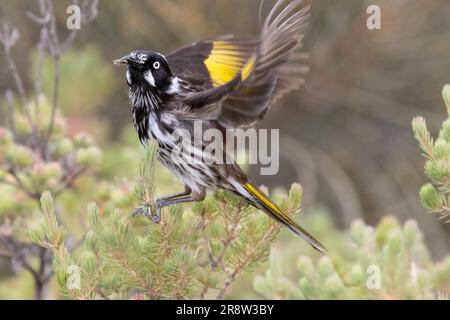 New Holland Honeyeater che si nutrono di piccoli insetti Foto Stock