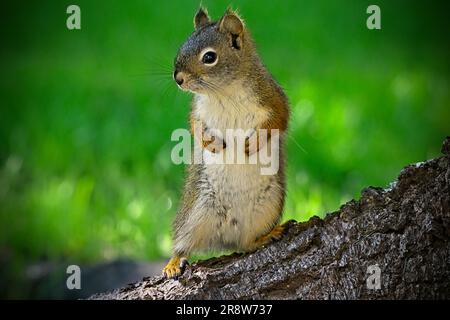 Uno scoiattolo rosso selvatico "Tamiasciurus hudsonicus", che si erge su una radice di abete rosso che sembra allertare nella campagna dell'Alberta Canada Foto Stock