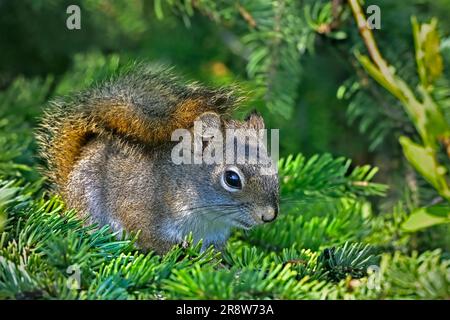 A young red squirrel "Tamiasciurus hudsonicus", resting on some green tree branches in his home habitat. Foto Stock