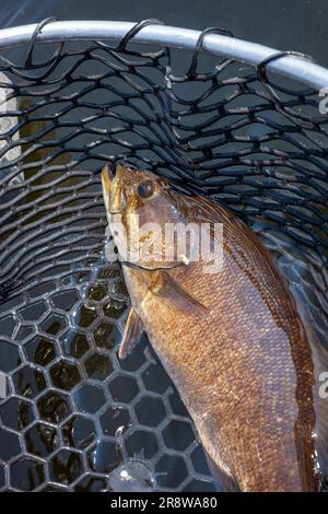 Branzino marrone dorato in una rete di atterraggio su un lago del Minnesota settentrionale Foto Stock