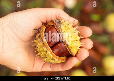 mano con castagno verde aperto, natura autunnale Foto Stock