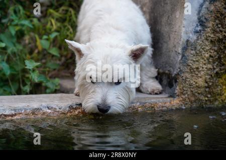 Dog West Highland White terrier che beve nell'acqua della fontana Foto Stock