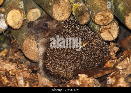 European Hedgehog, erinaceus europaeus, Adulto vicino Stack of Wood, Normandia in Francia Foto Stock