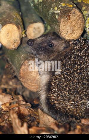 European Hedgehog, erinaceus europaeus, Adulto in piedi vicino Stack of Wood, Normandia in Francia Foto Stock