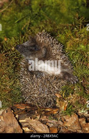 European Hedgehog, erinaceus europaeus, Adult Curled Up on Fallen Leaves, Normandia in Francia Foto Stock