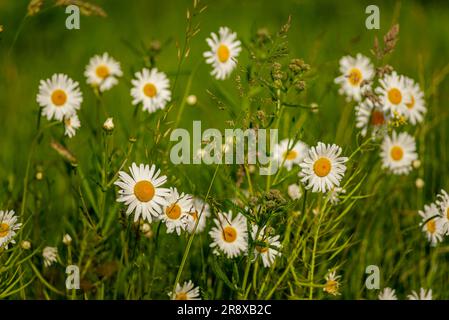 Daises in fiore e erba sul prato, Leida, Paesi Bassi Foto Stock