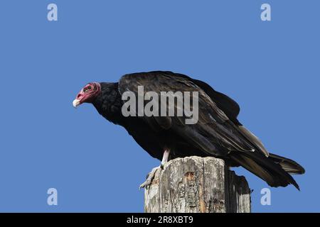 Avvoltoio tacchino sudamericano, catartes aura ruficollis, Adulti Foto Stock