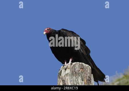 Avvoltoio tacchino sudamericano, catartes aura ruficollis, Adulti Foto Stock