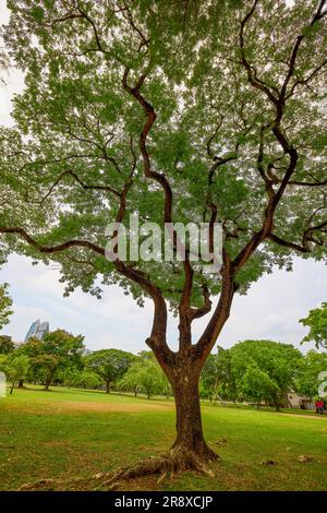 Bangkok Thailandia 24 maggio 2023. Immagini dal Parco Lumphinee di Bangkok. Foto Stock