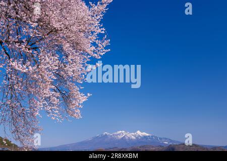 Fiori di ciliegio a Wanizuka Foto Stock