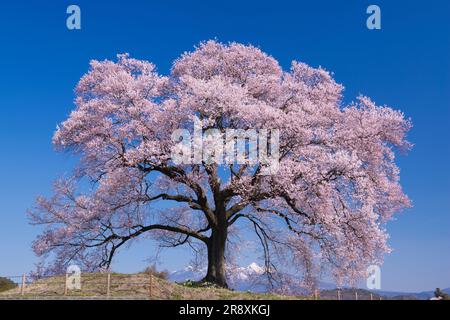 Fiori di ciliegio a Wanizuka Foto Stock